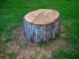 Best Storm Damage Tree Cleanup  in Delhi, CA