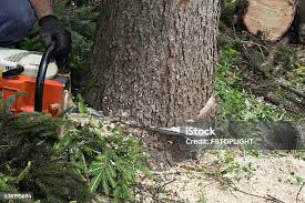 Best Tree Trimming and Pruning  in Delhi, CA