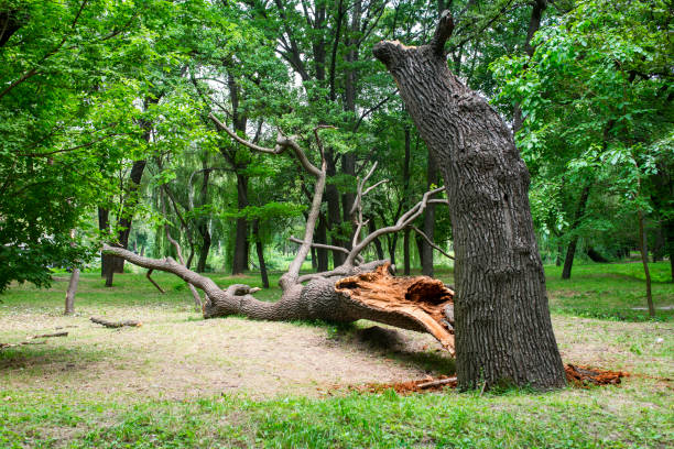  Delhi, CA Tree Care Pros