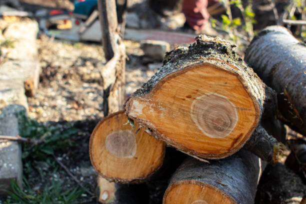 Best Firewood Processing and Delivery  in Delhi, CA