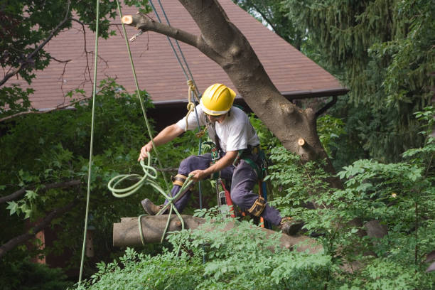 How Our Tree Care Process Works  in  Delhi, CA