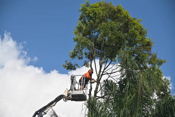 Best Palm Tree Trimming  in Delhi, CA