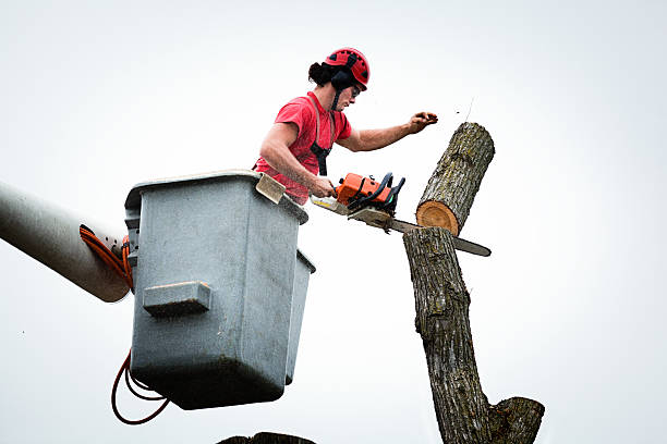 Best Tree Mulching  in Delhi, CA