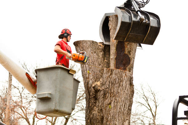Delhi, CA Tree Care Company