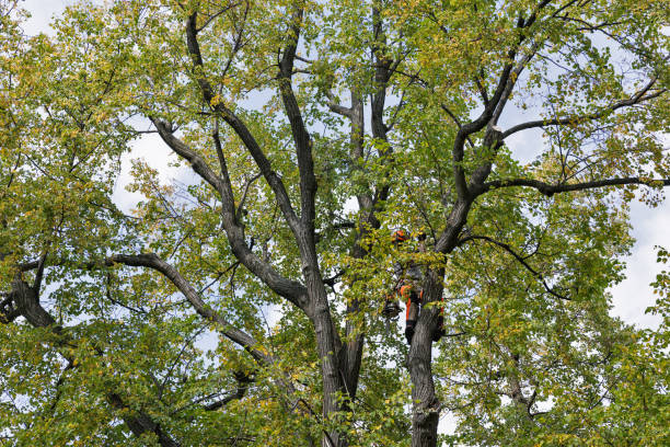 Best Tree Preservation Services  in Delhi, CA